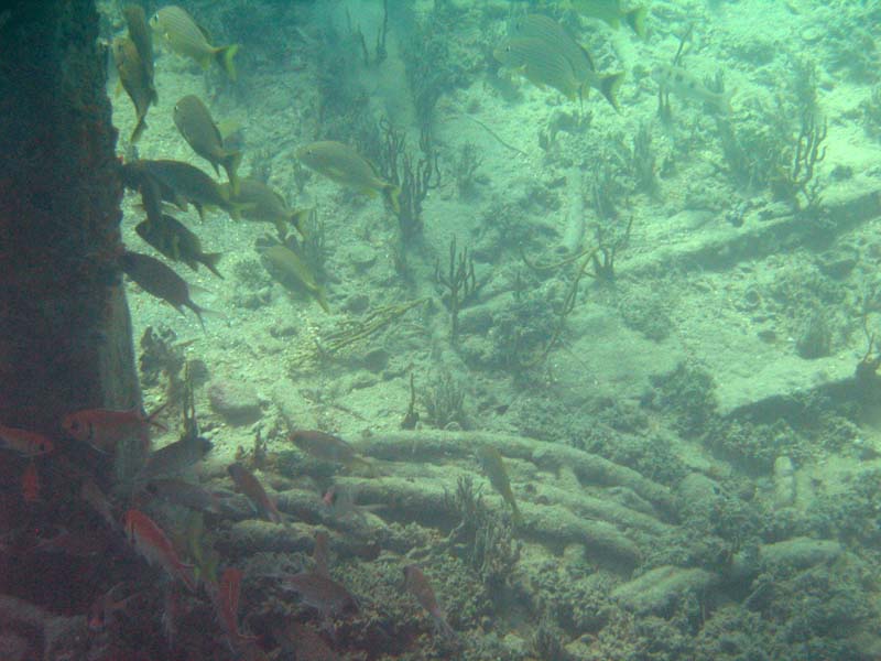 Under water aroud the old pier in Esperanza picture 10565