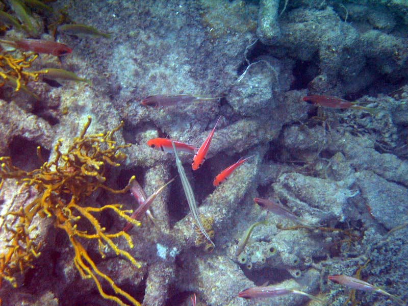 Under water aroud the old pier in Esperanza picture 10567