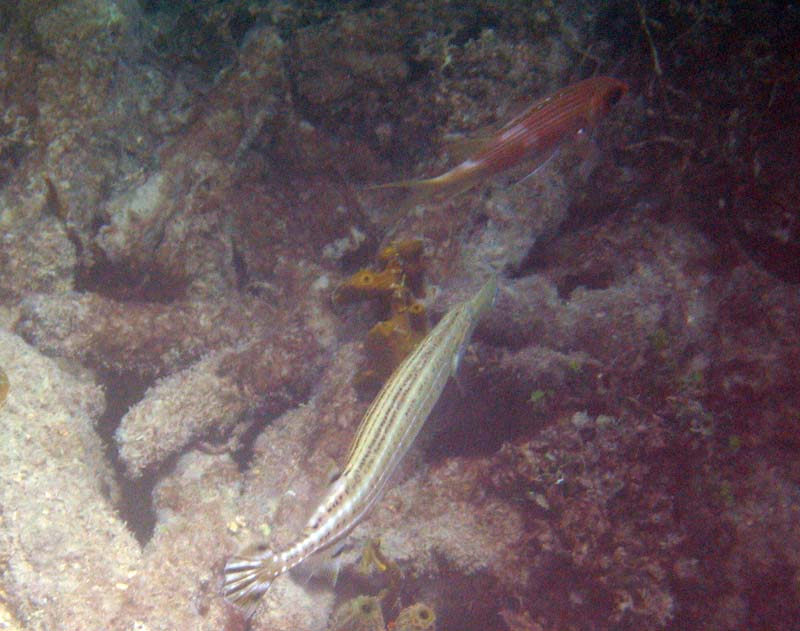 Under water aroud the old pier in Esperanza picture 10568