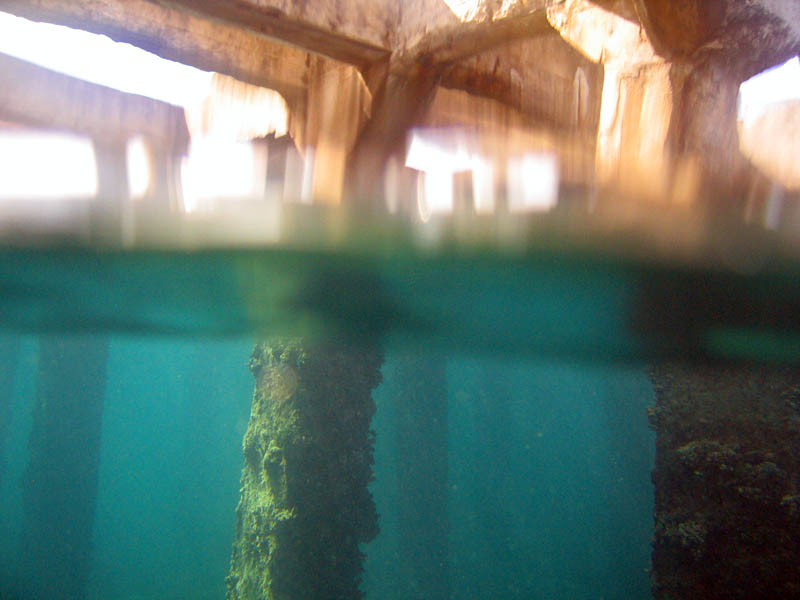 Under water aroud the old pier in Esperanza picture 10569