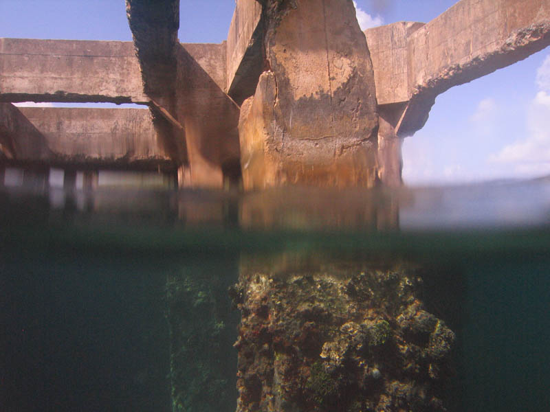 Under water aroud the old pier in Esperanza picture 10570