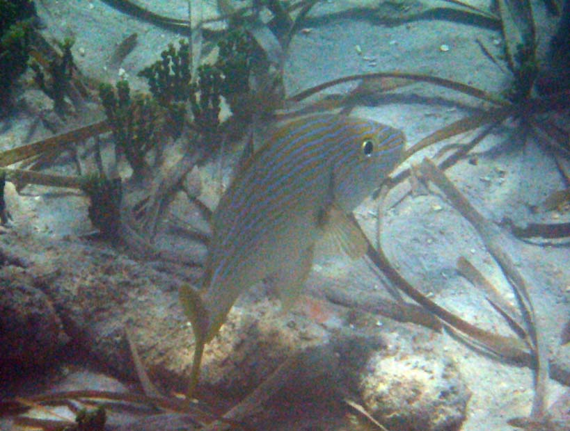 Under water aroud the old pier in Esperanza picture 10571