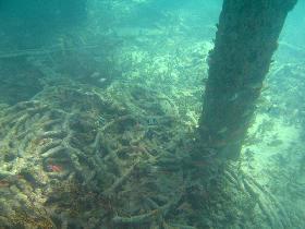 Under water aroud the old pier in Esperanza (July 2006) Under water aroud the old pier in Esperanza (July 2006)