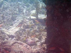 Under water aroud the old pier in Esperanza (July 2006) Under water aroud the old pier in Esperanza (July 2006)