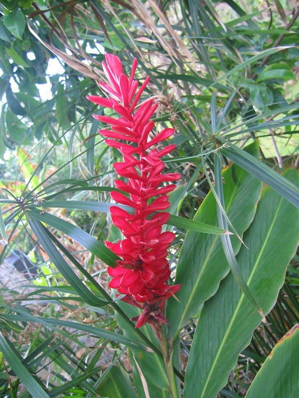 Alpinia (July 2006)