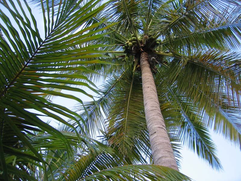 Palm trees at sunrise (July 2006)