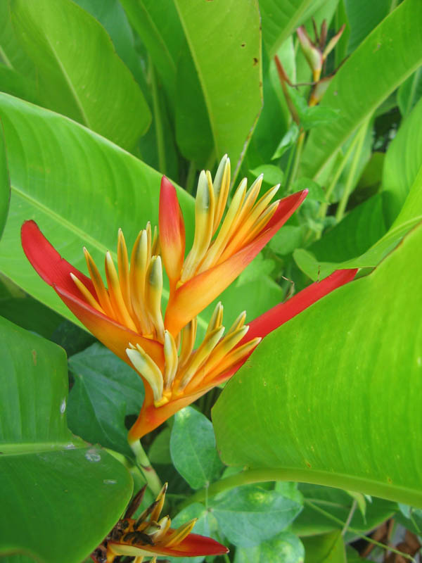 Heliconia Golden Torch (Heliconia psittacorum x spathocircinata)