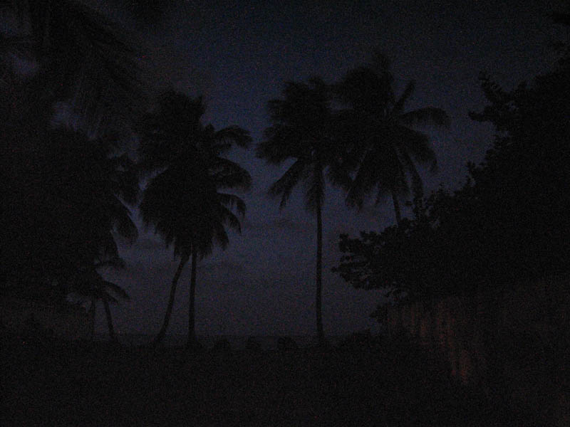 A night view to palm trees