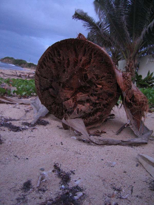 Palmtree trunk structure