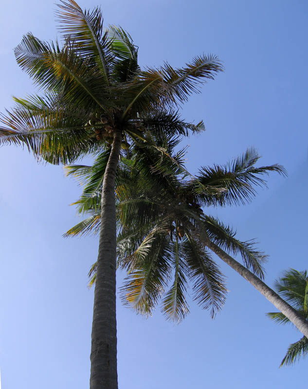 Tall coconut palm trees