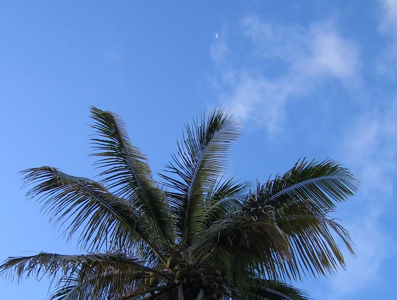 The Moon above the palm tree