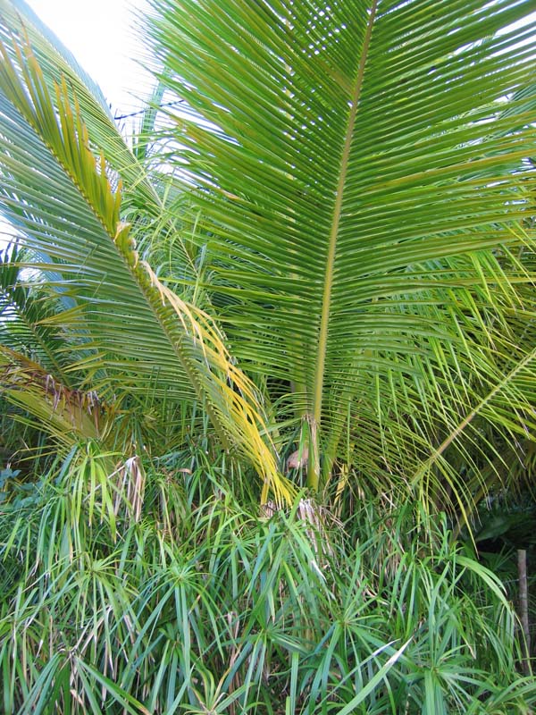 Young palm tree