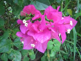 Flowers around Casa Santiago where we stay (July 2006) Flowers around Casa Santiago where we stay (July 2006)
