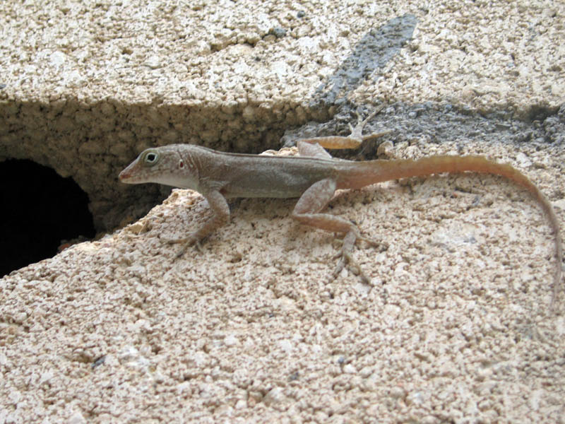 Lizard on a wall of our house (July 2006)