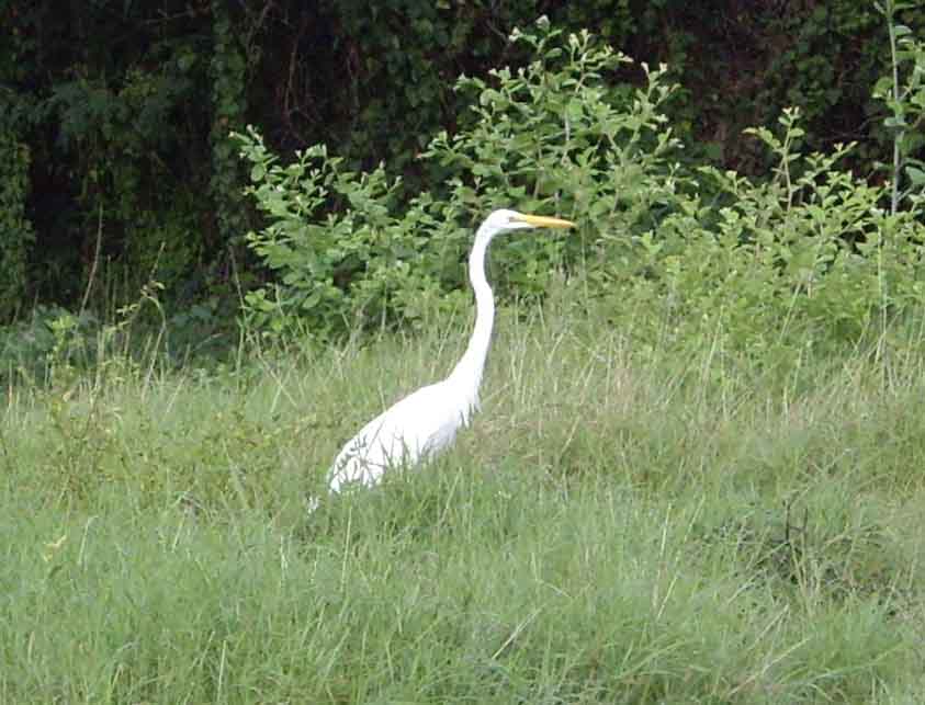 Great Egret - Tomáš took this nice phote next to military bunkers