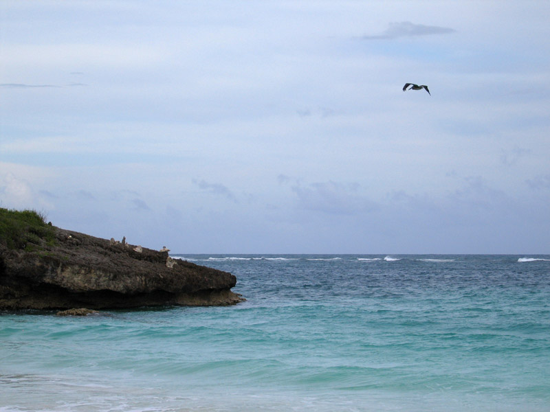 Pelican above the sea