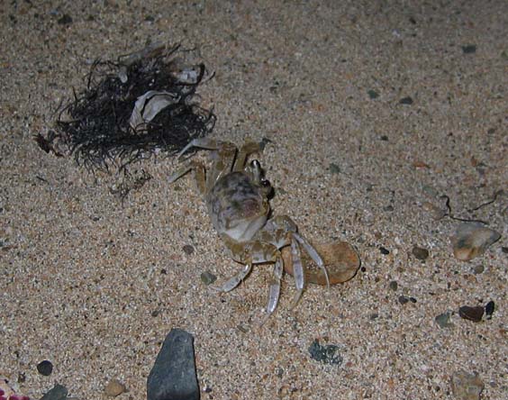 Little ghost crab at Playa Chata