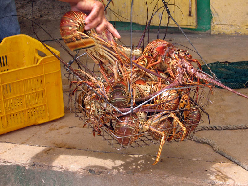 Caribbean spiny lobsters