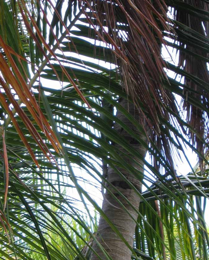 Iguana climbing a palm tree
