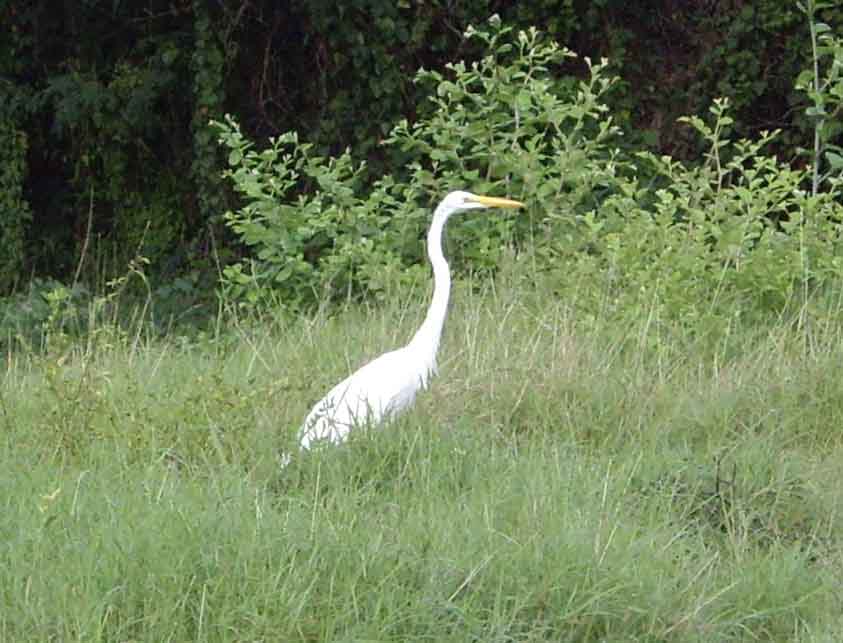 Great Egret - Tom took this nice phote next to military bunkers