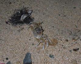 Little ghost crab at Playa Chata (July 2006) Little ghost crab at Playa Chata (July 2006)