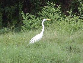 Great Egret - Tomáš took this nice phote next to military bunkers (July 2006) Great Egret - Tomáš took this nice phote next to military bunkers (July 2006)