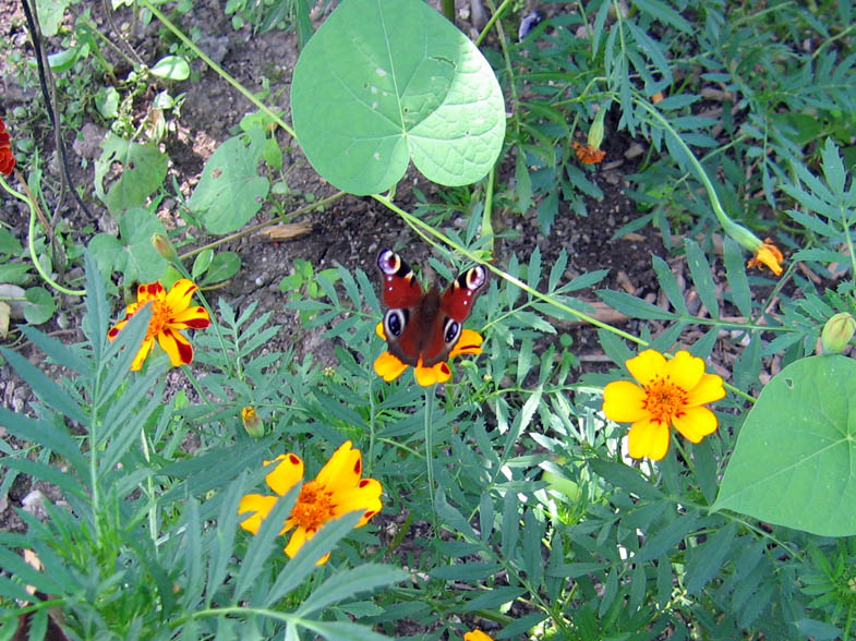 European Peacock butterfly