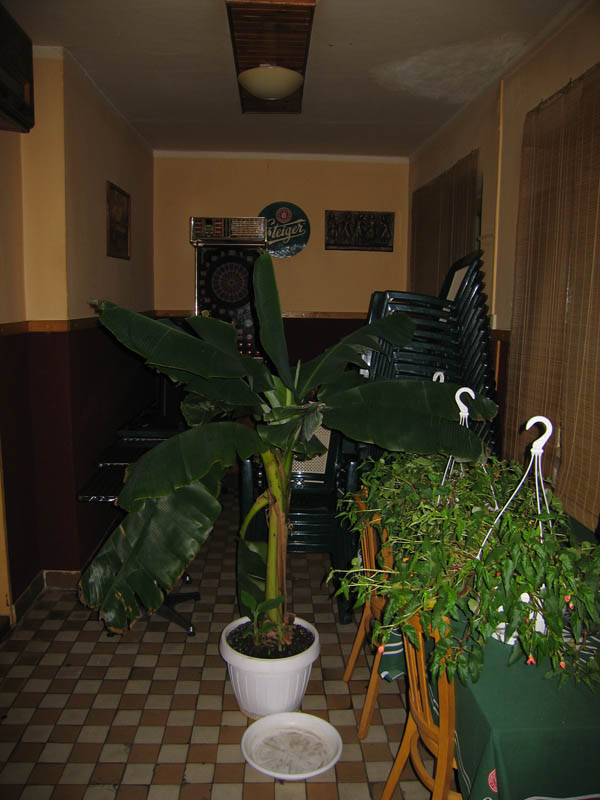 Not that this was the first banana tree we have seen in our lives, but in the pub in Doln Ves it quite surprised us