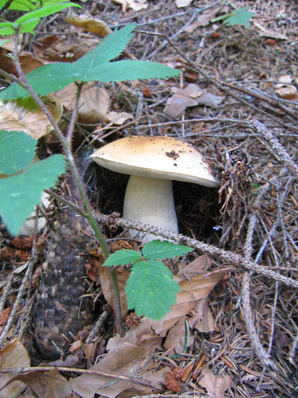 Hidden porcini mushroom