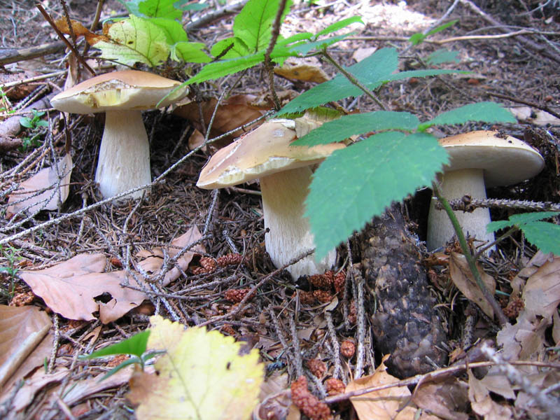 White mushrooms (August 2006)