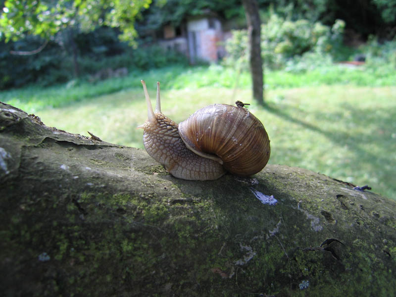 Snail picture 7691