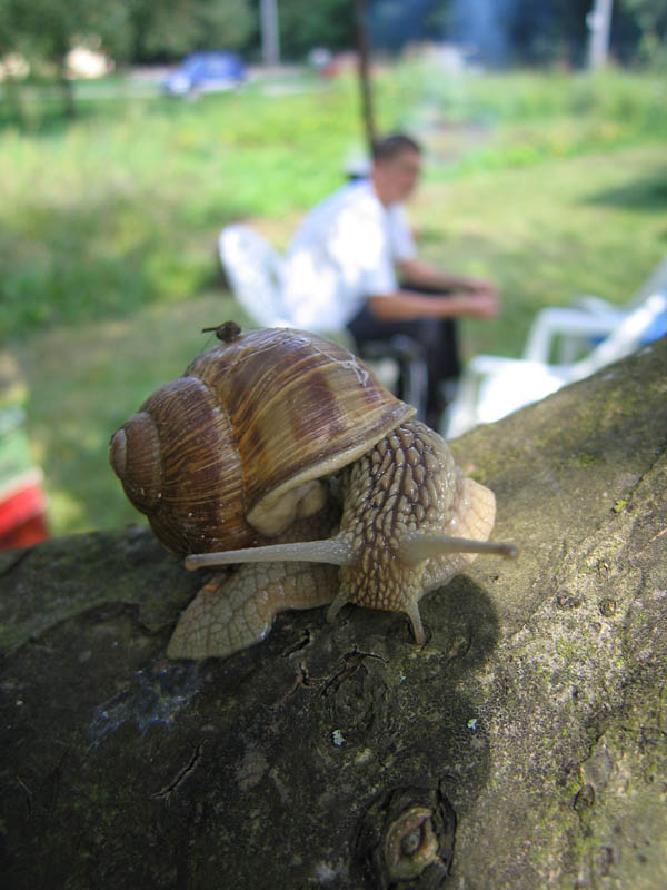 Snail picture 7692