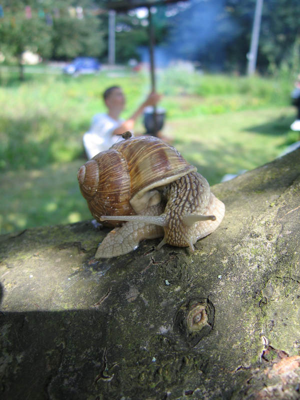 Snail picture 7693