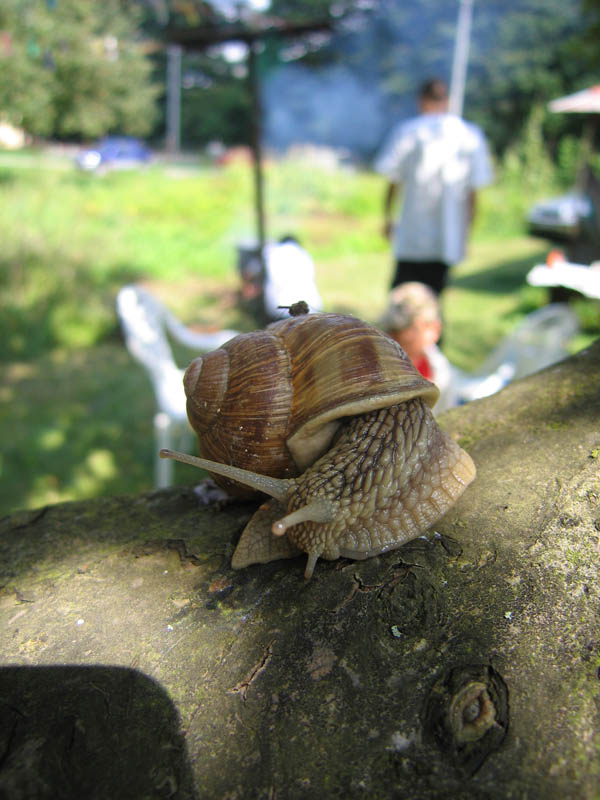 Snail picture 7694