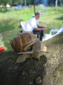 Snail (August 2006) Snail (August 2006)