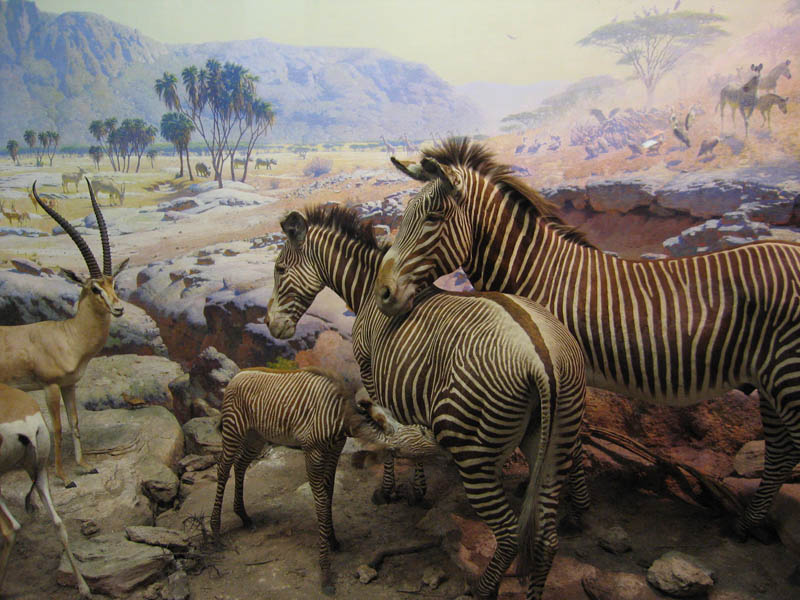 Museum of Natural History picture 8873