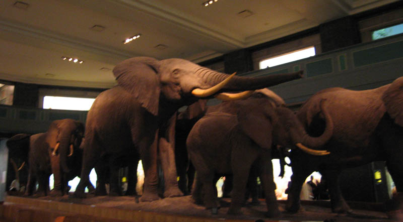 African Elephants