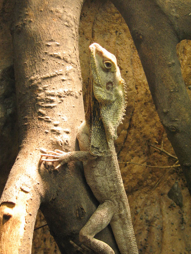 Frill-necked Lizard