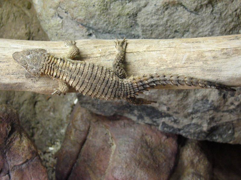 Armadillo Lizard