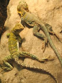 Museum of Natural History (September 2006) Museum of Natural History (September 2006)