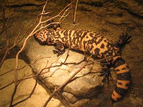 Gila Monster Lizard (September 2006) Gila Monster Lizard (September 2006)