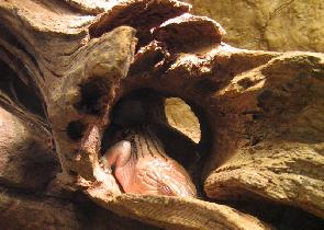 Museum of Natural History (September 2006) Museum of Natural History (September 2006)
