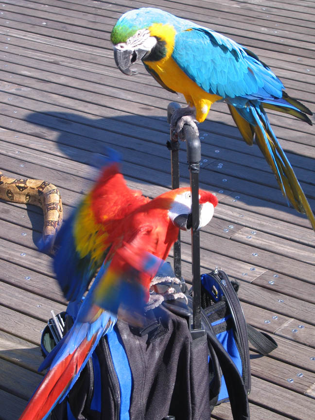 Two macaws