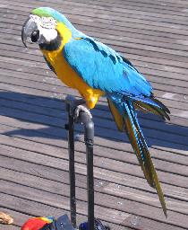 Blue-and-yellow Macaw (October 2006) Blue-and-yellow Macaw (October 2006)