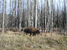A real buffalo next to road (September 2006) A real buffalo next to road (September 2006)