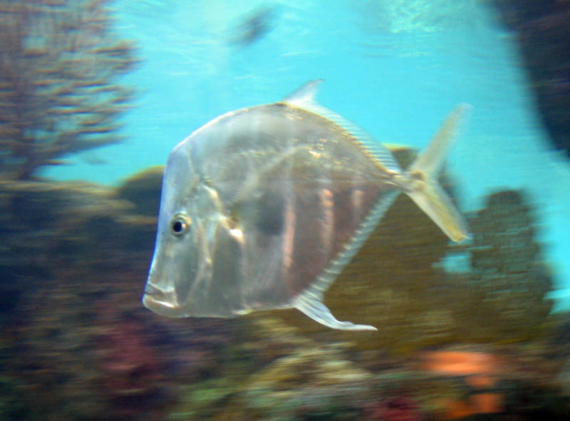 A fast moving lookdown fish