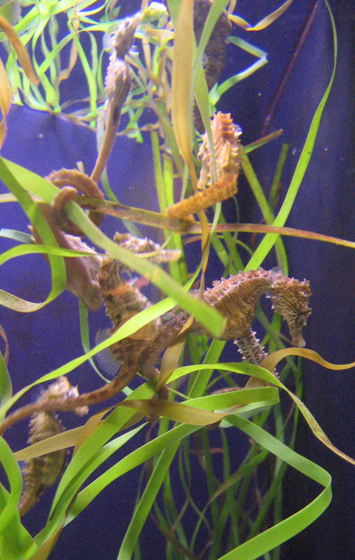 Fish & seahorses in the New York Aquarium picture 9854