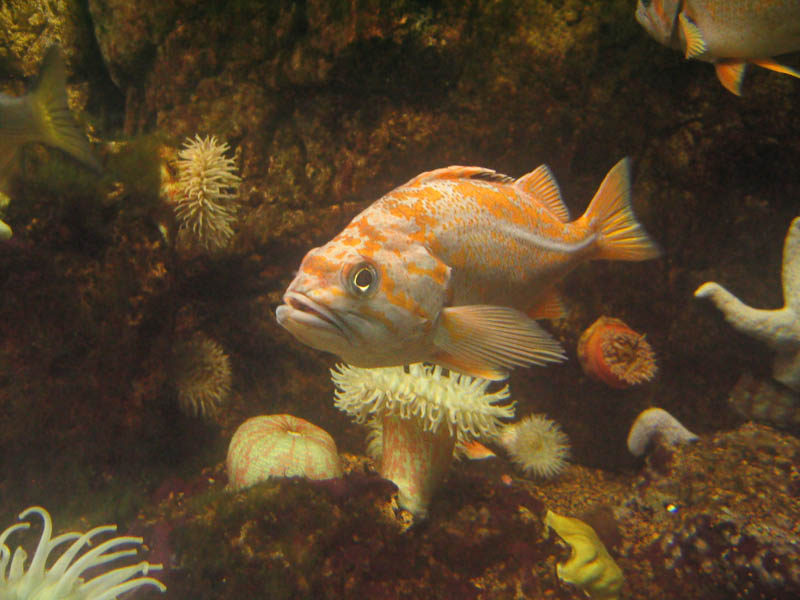 Fish & seahorses in the New York Aquarium picture 9856