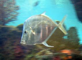 A fast moving lookdown fish (October 2006) A fast moving lookdown fish (October 2006)