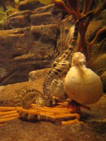 Tehotný morský koník - samček (Október 2006)